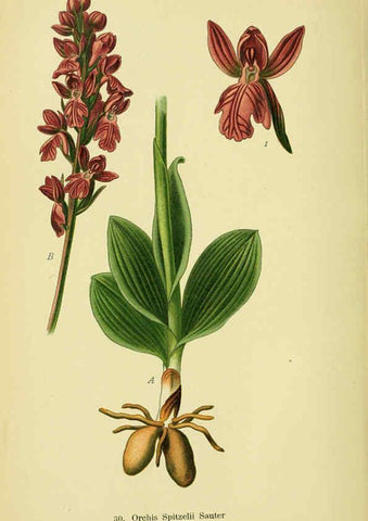 Reproducción/Reproduction 6022121634: Abbildungen der in Deutschland und den angrenzenden gebieten vorkommenden grundformen der orchideenarten Berlin,R. Friedländer & sohn,1904