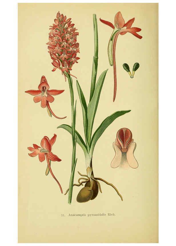 Reproducción/Reproduction 6022121950: Abbildungen der in Deutschland und den angrenzenden gebieten vorkommenden grundformen der orchideenarten Berlin,R. Friedländer & sohn,1904