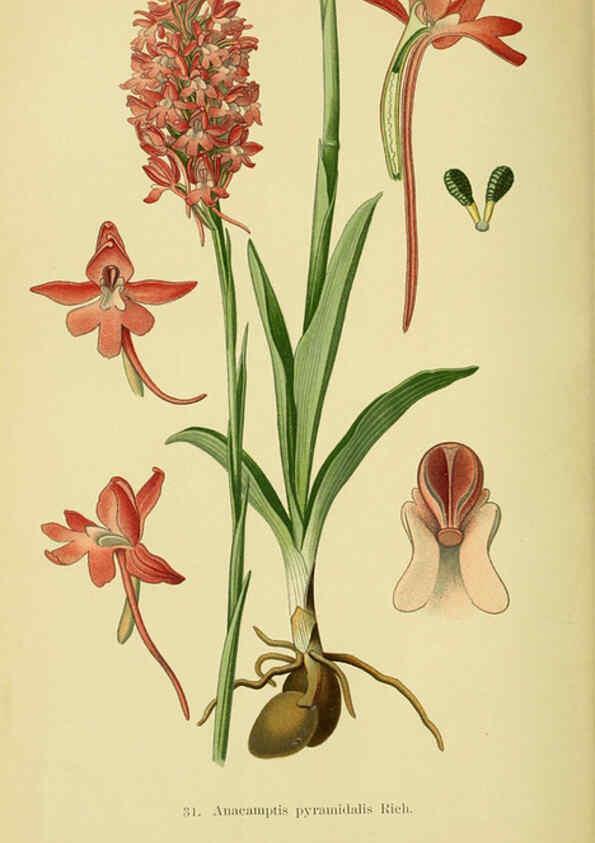 Reproducción/Reproduction 6022121950: Abbildungen der in Deutschland und den angrenzenden gebieten vorkommenden grundformen der orchideenarten Berlin,R. Friedländer & sohn,1904