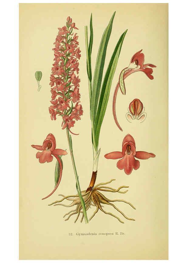 Reproducción/Reproduction 6021567131: Abbildungen der in Deutschland und den angrenzenden gebieten vorkommenden grundformen der orchideenarten Berlin,R. Friedländer & sohn,1904