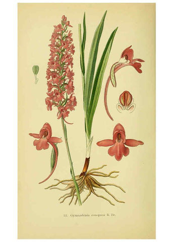 Reproducción/Reproduction 6021567131: Abbildungen der in Deutschland und den angrenzenden gebieten vorkommenden grundformen der orchideenarten Berlin,R. Friedländer & sohn,1904