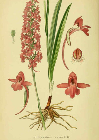 Reproducción/Reproduction 6021567131: Abbildungen der in Deutschland und den angrenzenden gebieten vorkommenden grundformen der orchideenarten Berlin,R. Friedländer & sohn,1904