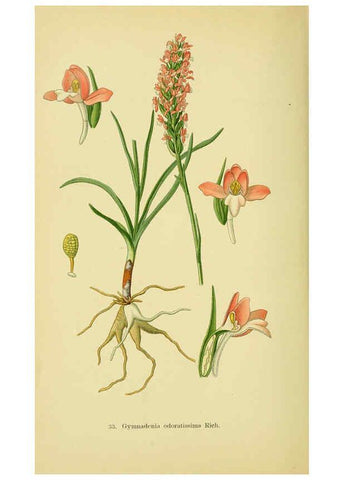 Reproducción/Reproduction 6022122922: Abbildungen der in Deutschland und den angrenzenden gebieten vorkommenden grundformen der orchideenarten Berlin,R. Friedländer & sohn,1904