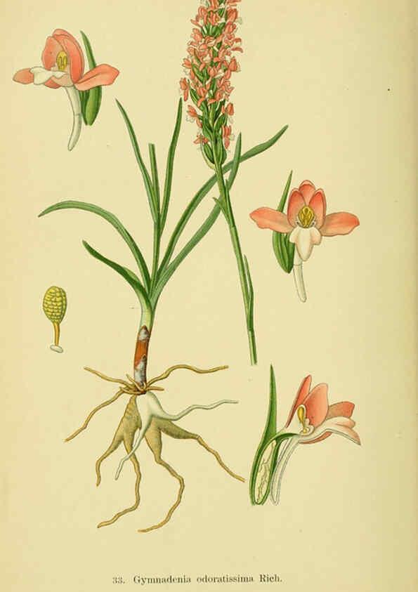 Reproducción/Reproduction 6022122922: Abbildungen der in Deutschland und den angrenzenden gebieten vorkommenden grundformen der orchideenarten Berlin,R. Friedländer & sohn,1904