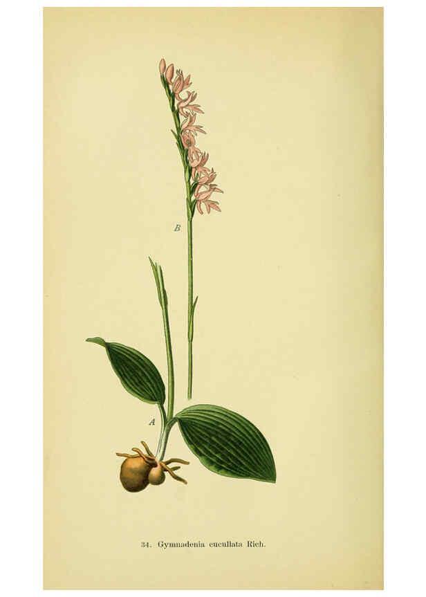 Reproducción/Reproduction 6022123302: Abbildungen der in Deutschland und den angrenzenden gebieten vorkommenden grundformen der orchideenarten Berlin,R. Friedländer & sohn,1904