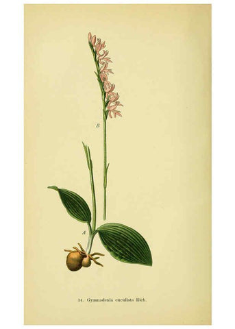 Reproducción/Reproduction 6022123302: Abbildungen der in Deutschland und den angrenzenden gebieten vorkommenden grundformen der orchideenarten Berlin,R. Friedländer & sohn,1904