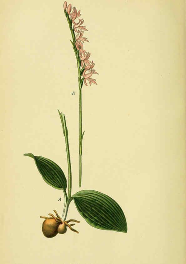 Reproducción/Reproduction 6022123302: Abbildungen der in Deutschland und den angrenzenden gebieten vorkommenden grundformen der orchideenarten Berlin,R. Friedländer & sohn,1904