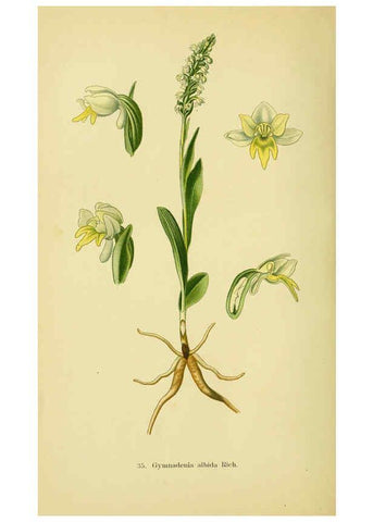 Reproducción/Reproduction 6022123628: Abbildungen der in Deutschland und den angrenzenden gebieten vorkommenden grundformen der orchideenarten Berlin,R. Friedländer & sohn,1904
