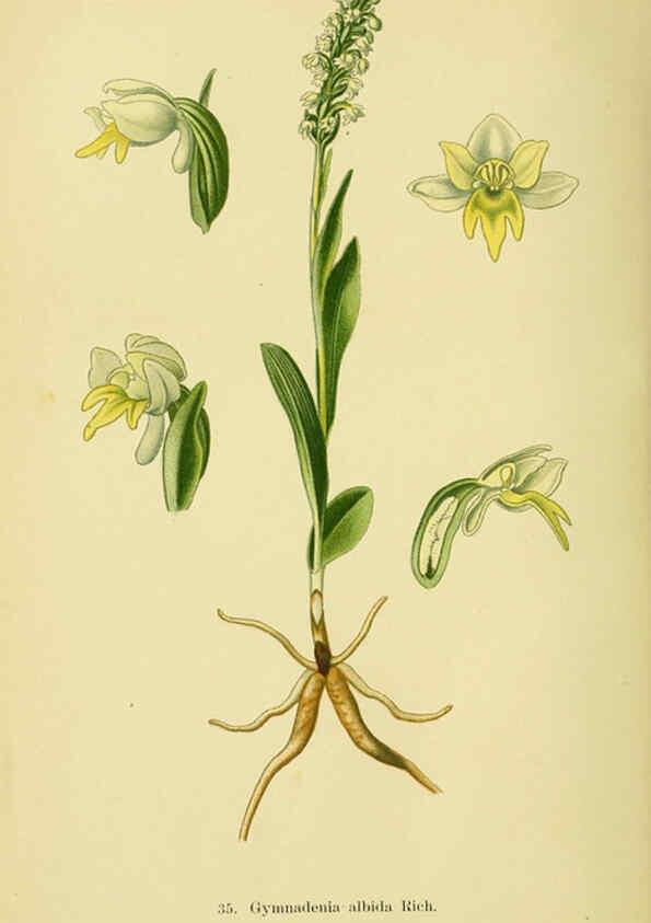 Reproducción/Reproduction 6022123628: Abbildungen der in Deutschland und den angrenzenden gebieten vorkommenden grundformen der orchideenarten Berlin,R. Friedländer & sohn,1904