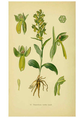 Reproducción/Reproduction 6021568807: Abbildungen der in Deutschland und den angrenzenden gebieten vorkommenden grundformen der orchideenarten Berlin,R. Friedländer & sohn,1904