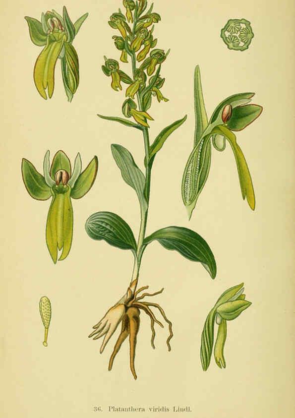Reproducción/Reproduction 6021568807: Abbildungen der in Deutschland und den angrenzenden gebieten vorkommenden grundformen der orchideenarten Berlin,R. Friedländer & sohn,1904