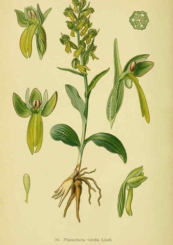 Reproducción/Reproduction 6021568807: Abbildungen der in Deutschland und den angrenzenden gebieten vorkommenden grundformen der orchideenarten Berlin,R. Friedländer & sohn,1904