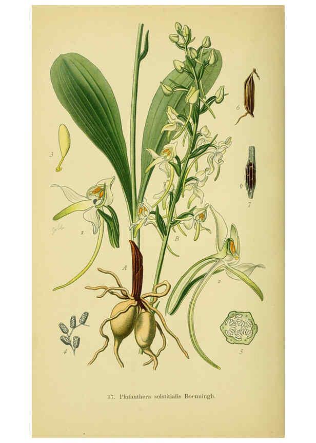 Reproducción/Reproduction 6021569361: Abbildungen der in Deutschland und den angrenzenden gebieten vorkommenden grundformen der orchideenarten Berlin,R. Friedländer & sohn,1904
