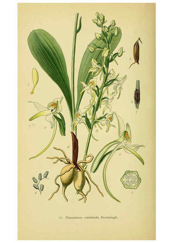 Reproducción/Reproduction 6021569361: Abbildungen der in Deutschland und den angrenzenden gebieten vorkommenden grundformen der orchideenarten Berlin,R. Friedländer & sohn,1904