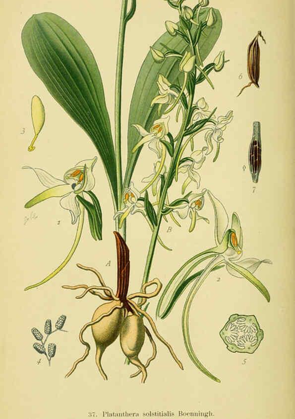 Reproducción/Reproduction 6021569361: Abbildungen der in Deutschland und den angrenzenden gebieten vorkommenden grundformen der orchideenarten Berlin,R. Friedländer & sohn,1904