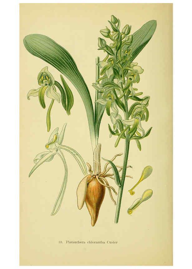 Reproducción/Reproduction 6022124884: Abbildungen der in Deutschland und den angrenzenden gebieten vorkommenden grundformen der orchideenarten Berlin,R. Friedländer & sohn,1904