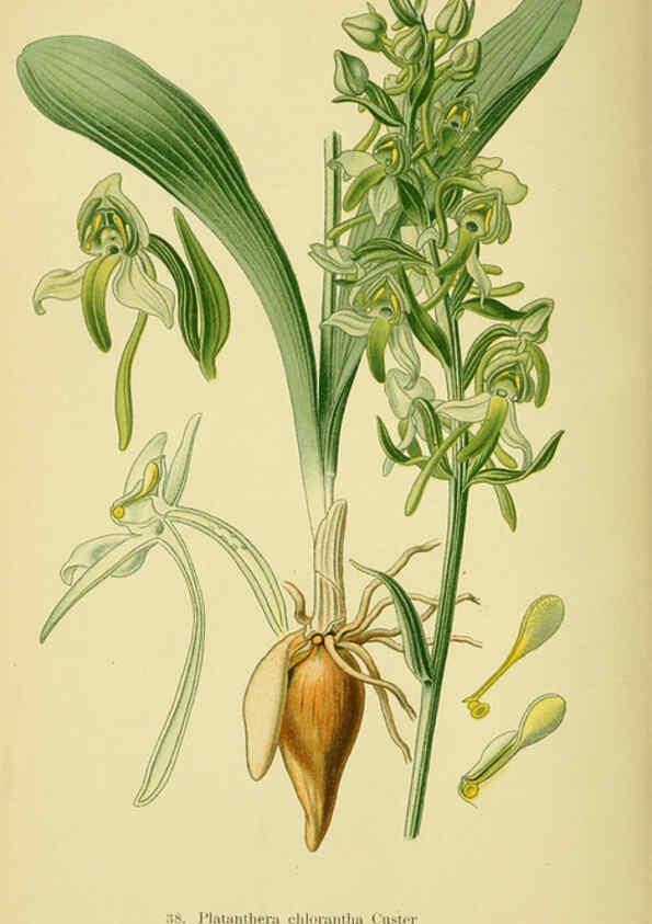 Reproducción/Reproduction 6022124884: Abbildungen der in Deutschland und den angrenzenden gebieten vorkommenden grundformen der orchideenarten Berlin,R. Friedländer & sohn,1904