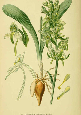 Reproducción/Reproduction 6022124884: Abbildungen der in Deutschland und den angrenzenden gebieten vorkommenden grundformen der orchideenarten Berlin,R. Friedländer & sohn,1904