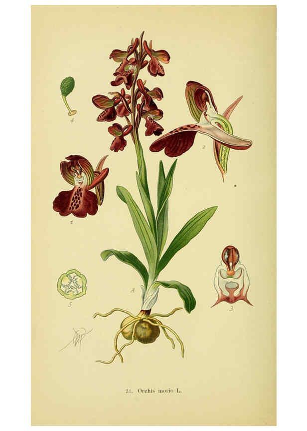 Reproducción/Reproduction 6021563427: Abbildungen der in Deutschland und den angrenzenden gebieten vorkommenden grundformen der orchideenarten Berlin,R. Friedländer & sohn,1904
