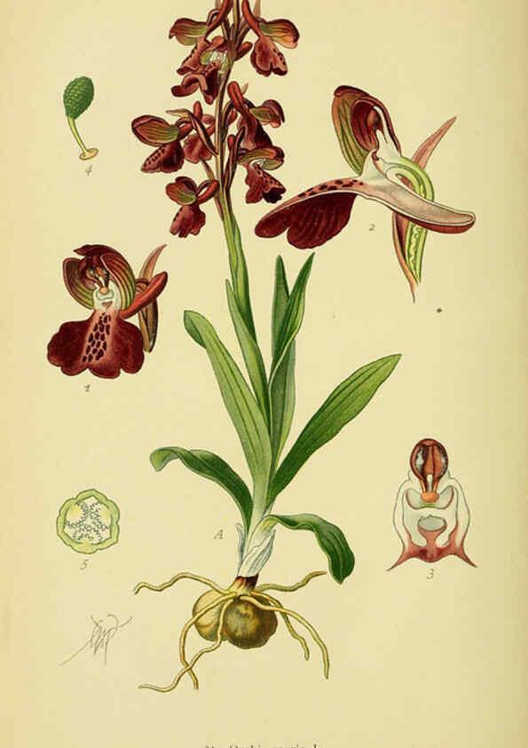 Reproducción/Reproduction 6021563427: Abbildungen der in Deutschland und den angrenzenden gebieten vorkommenden grundformen der orchideenarten Berlin,R. Friedländer & sohn,1904