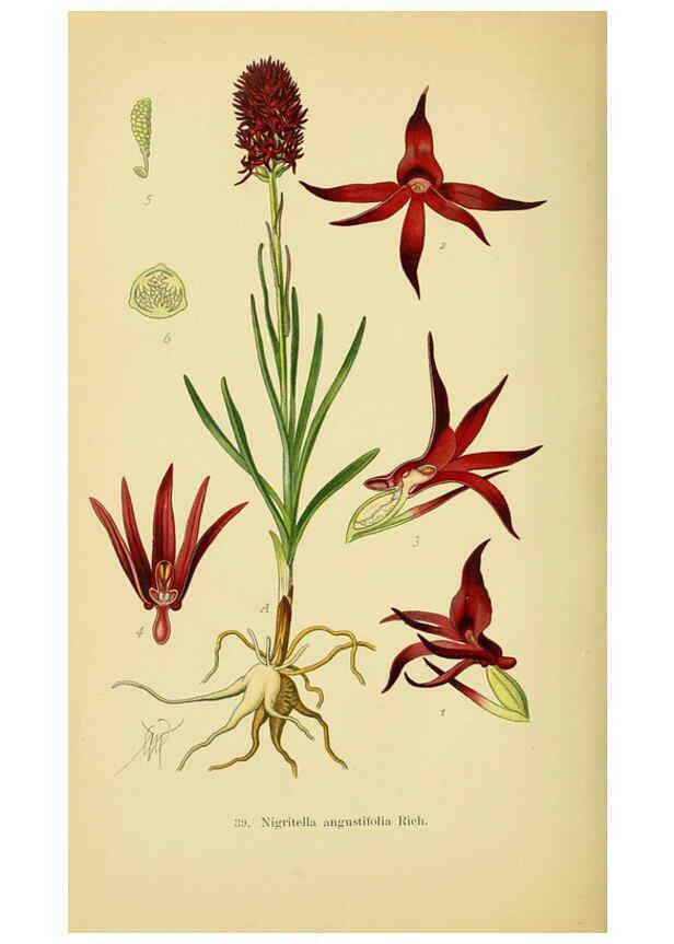 Reproducción/Reproduction 6022125290: Abbildungen der in Deutschland und den angrenzenden gebieten vorkommenden grundformen der orchideenarten Berlin,R. Friedländer & sohn,1904