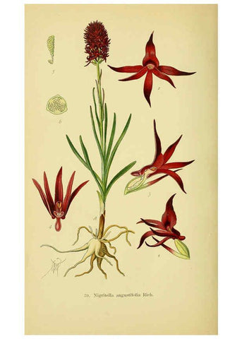 Reproducción/Reproduction 6022125290: Abbildungen der in Deutschland und den angrenzenden gebieten vorkommenden grundformen der orchideenarten Berlin,R. Friedländer & sohn,1904