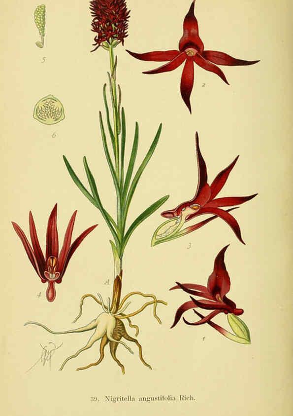 Reproducción/Reproduction 6022125290: Abbildungen der in Deutschland und den angrenzenden gebieten vorkommenden grundformen der orchideenarten Berlin,R. Friedländer & sohn,1904