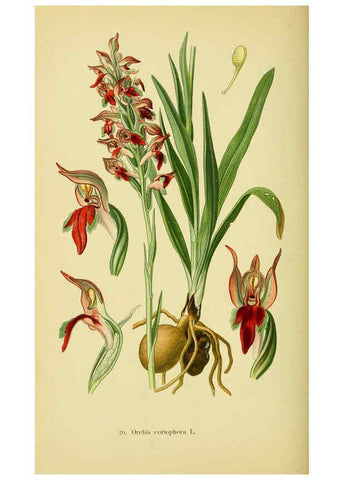 Reproducción/Reproduction 6021563067: Abbildungen der in Deutschland und den angrenzenden gebieten vorkommenden grundformen der orchideenarten Berlin,R. Friedländer & sohn,1904