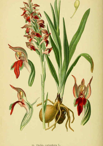 Reproducción/Reproduction 6021563067: Abbildungen der in Deutschland und den angrenzenden gebieten vorkommenden grundformen der orchideenarten Berlin,R. Friedländer & sohn,1904