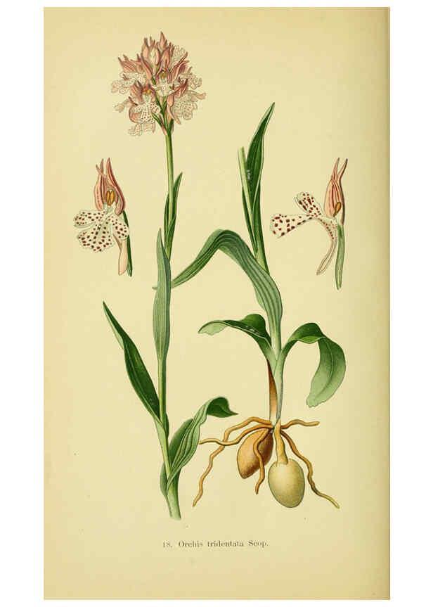 Reproducción/Reproduction 6021562427: Abbildungen der in Deutschland und den angrenzenden gebieten vorkommenden grundformen der orchideenarten Berlin,R. Friedländer & sohn,1904