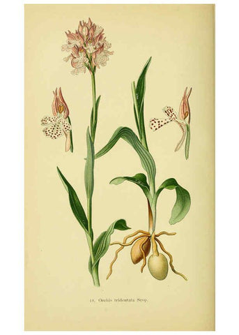 Reproducción/Reproduction 6021562427: Abbildungen der in Deutschland und den angrenzenden gebieten vorkommenden grundformen der orchideenarten Berlin,R. Friedländer & sohn,1904