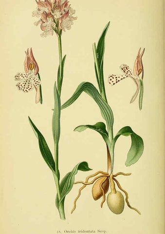 Reproducción/Reproduction 6021562427: Abbildungen der in Deutschland und den angrenzenden gebieten vorkommenden grundformen der orchideenarten Berlin,R. Friedländer & sohn,1904