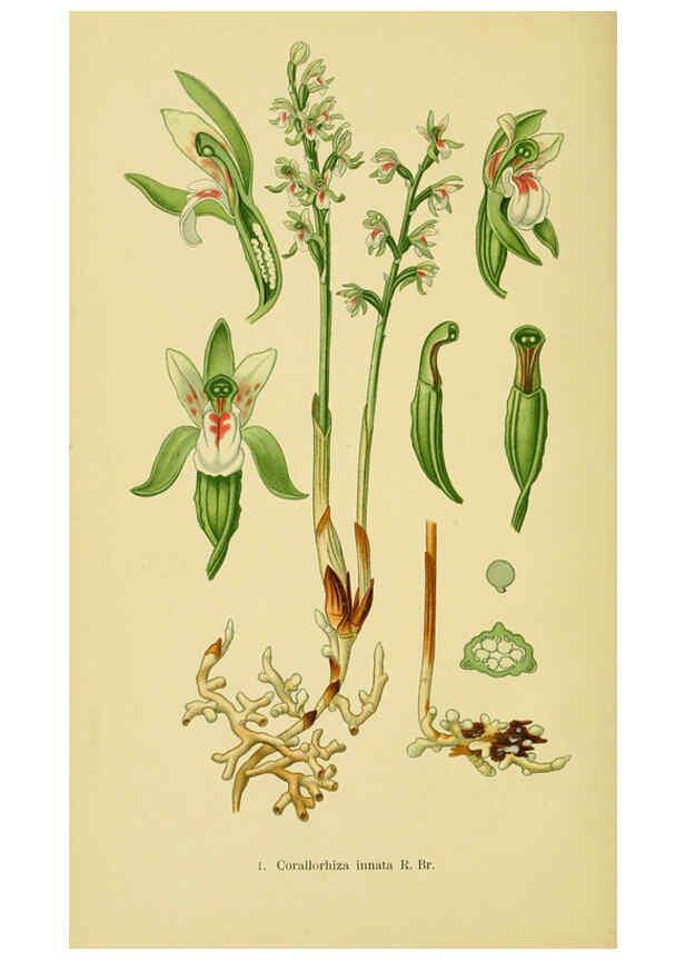 Reproducción/Reproduction 6021555819: Abbildungen der in Deutschland und den angrenzenden gebieten vorkommenden grundformen der orchideenarten Berlin,R. Friedländer & sohn,1904