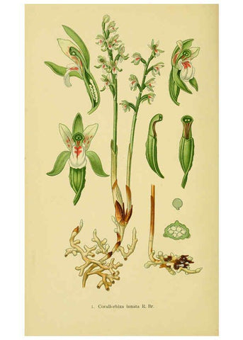 Reproducción/Reproduction 6021555819: Abbildungen der in Deutschland und den angrenzenden gebieten vorkommenden grundformen der orchideenarten Berlin,R. Friedländer & sohn,1904