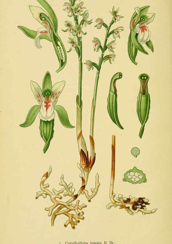 Reproducción/Reproduction 6021555819: Abbildungen der in Deutschland und den angrenzenden gebieten vorkommenden grundformen der orchideenarten Berlin,R. Friedländer & sohn,1904