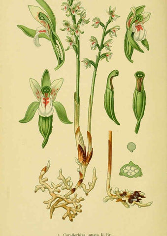 Reproducción/Reproduction 6021555819: Abbildungen der in Deutschland und den angrenzenden gebieten vorkommenden grundformen der orchideenarten Berlin,R. Friedländer & sohn,1904
