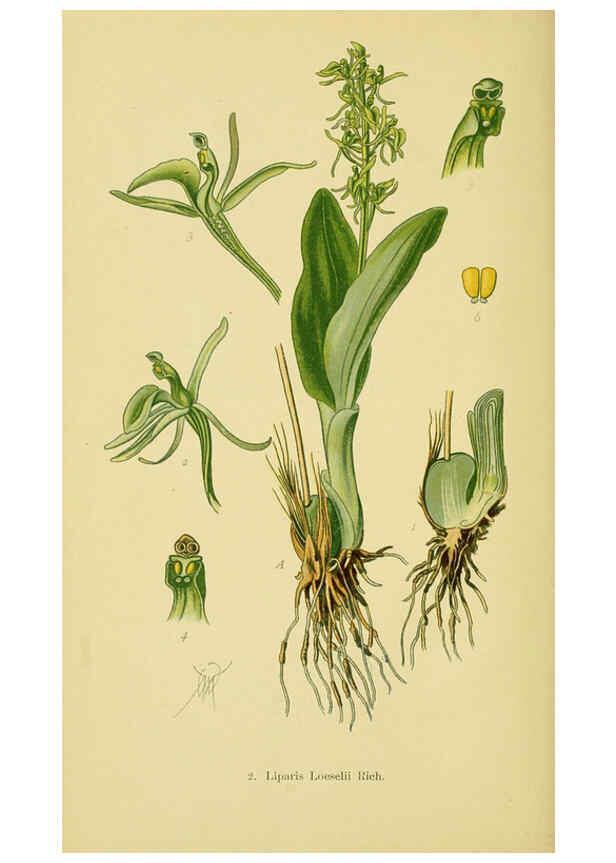 Reproducción/Reproduction 6021556205: Abbildungen der in Deutschland und den angrenzenden gebieten vorkommenden grundformen der orchideenarten Berlin,R. Friedländer & sohn,1904