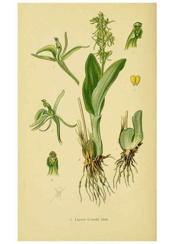 Reproducción/Reproduction 6021556205: Abbildungen der in Deutschland und den angrenzenden gebieten vorkommenden grundformen der orchideenarten Berlin,R. Friedländer & sohn,1904
