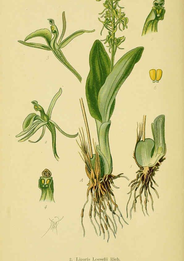 Reproducción/Reproduction 6021556205: Abbildungen der in Deutschland und den angrenzenden gebieten vorkommenden grundformen der orchideenarten Berlin,R. Friedländer & sohn,1904