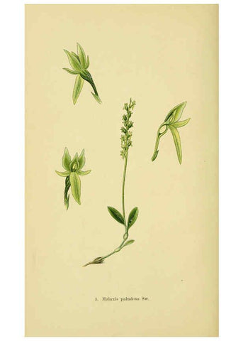 Reproducción/Reproduction 6021556551: Abbildungen der in Deutschland und den angrenzenden gebieten vorkommenden grundformen der orchideenarten Berlin,R. Friedländer & sohn,1904