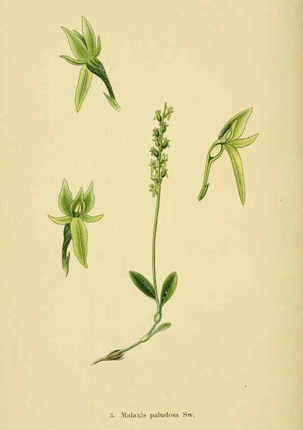Reproducción/Reproduction 6021556551: Abbildungen der in Deutschland und den angrenzenden gebieten vorkommenden grundformen der orchideenarten Berlin,R. Friedländer & sohn,1904