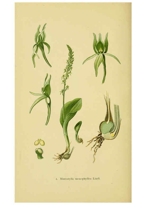Reproducción/Reproduction 6022112168: Abbildungen der in Deutschland und den angrenzenden gebieten vorkommenden grundformen der orchideenarten Berlin,R. Friedländer & sohn,1904