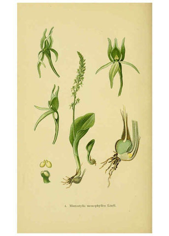 Reproducción/Reproduction 6022112168: Abbildungen der in Deutschland und den angrenzenden gebieten vorkommenden grundformen der orchideenarten Berlin,R. Friedländer & sohn,1904