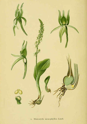 Reproducción/Reproduction 6022112168: Abbildungen der in Deutschland und den angrenzenden gebieten vorkommenden grundformen der orchideenarten Berlin,R. Friedländer & sohn,1904