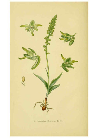 Reproducción/Reproduction 6021557381: Abbildungen der in Deutschland und den angrenzenden gebieten vorkommenden grundformen der orchideenarten Berlin,R. Friedländer & sohn,1904