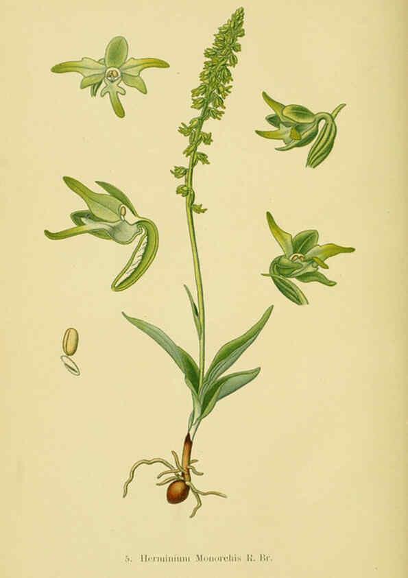 Reproducción/Reproduction 6021557381: Abbildungen der in Deutschland und den angrenzenden gebieten vorkommenden grundformen der orchideenarten Berlin,R. Friedländer & sohn,1904