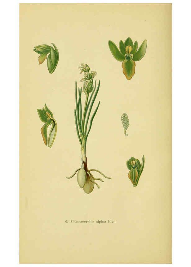 Reproducción/Reproduction 6021557717: Abbildungen der in Deutschland und den angrenzenden gebieten vorkommenden grundformen der orchideenarten Berlin,R. Friedländer & sohn,1904