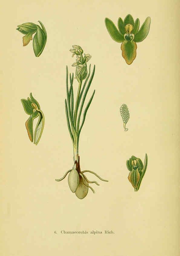 Reproducción/Reproduction 6021557717: Abbildungen der in Deutschland und den angrenzenden gebieten vorkommenden grundformen der orchideenarten Berlin,R. Friedländer & sohn,1904