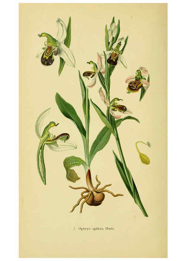 Reproducción/Reproduction 6022113388: Abbildungen der in Deutschland und den angrenzenden gebieten vorkommenden grundformen der orchideenarten Berlin,R. Friedländer & sohn,1904