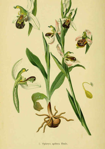 Reproducción/Reproduction 6022113388: Abbildungen der in Deutschland und den angrenzenden gebieten vorkommenden grundformen der orchideenarten Berlin,R. Friedländer & sohn,1904